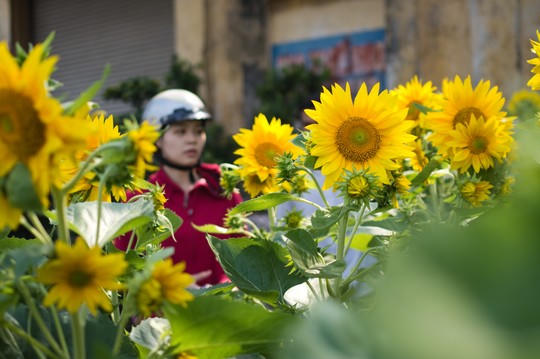 Đi bến Bình Đông rinh Tết về nhà